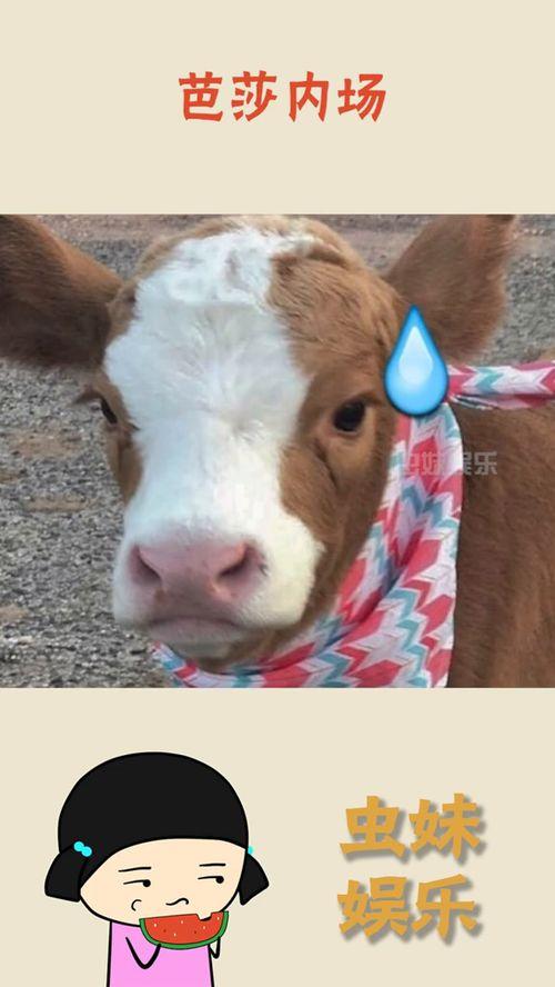 娱乐吃瓜酱喜羊羊